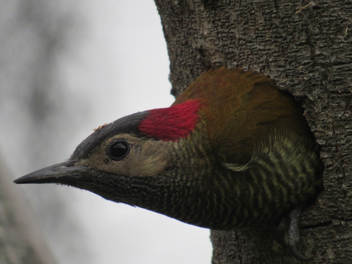 Golden-olive Woodpecker - ML233667401