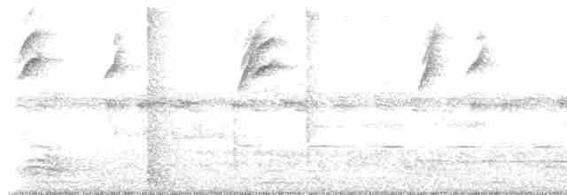 Ak Kaşlı Serikornis (laevigaster) - ML233668