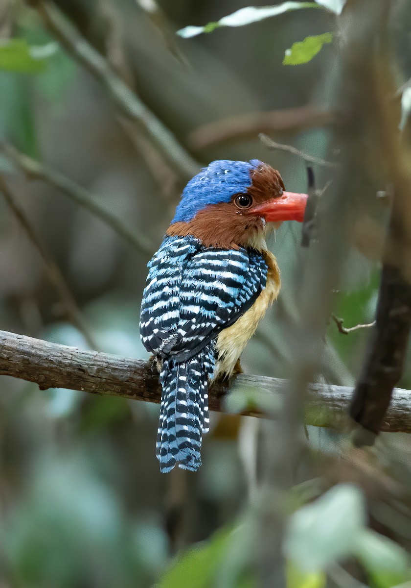 Banded Kingfisher - Mardy Sean (SVC)