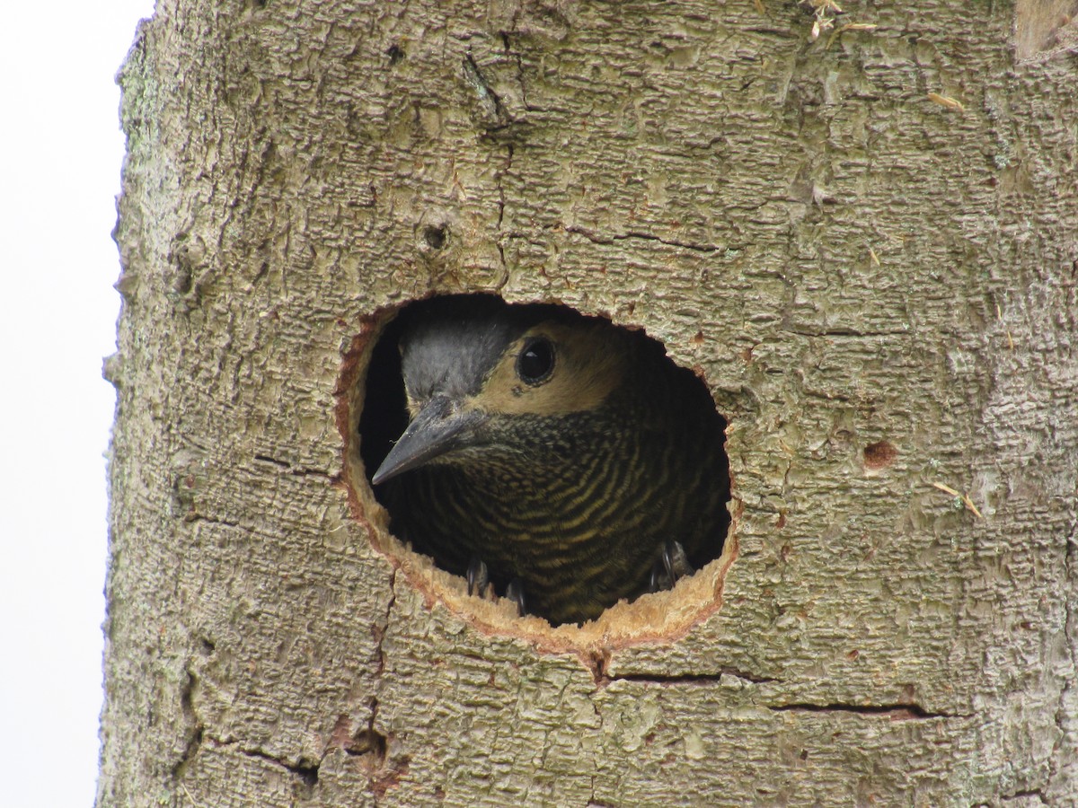 Golden-olive Woodpecker - ML233668741