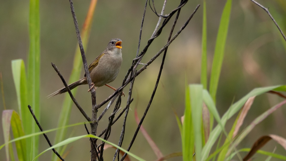 Wedge-tailed Grass-Finch - Vitor Rolf Laubé