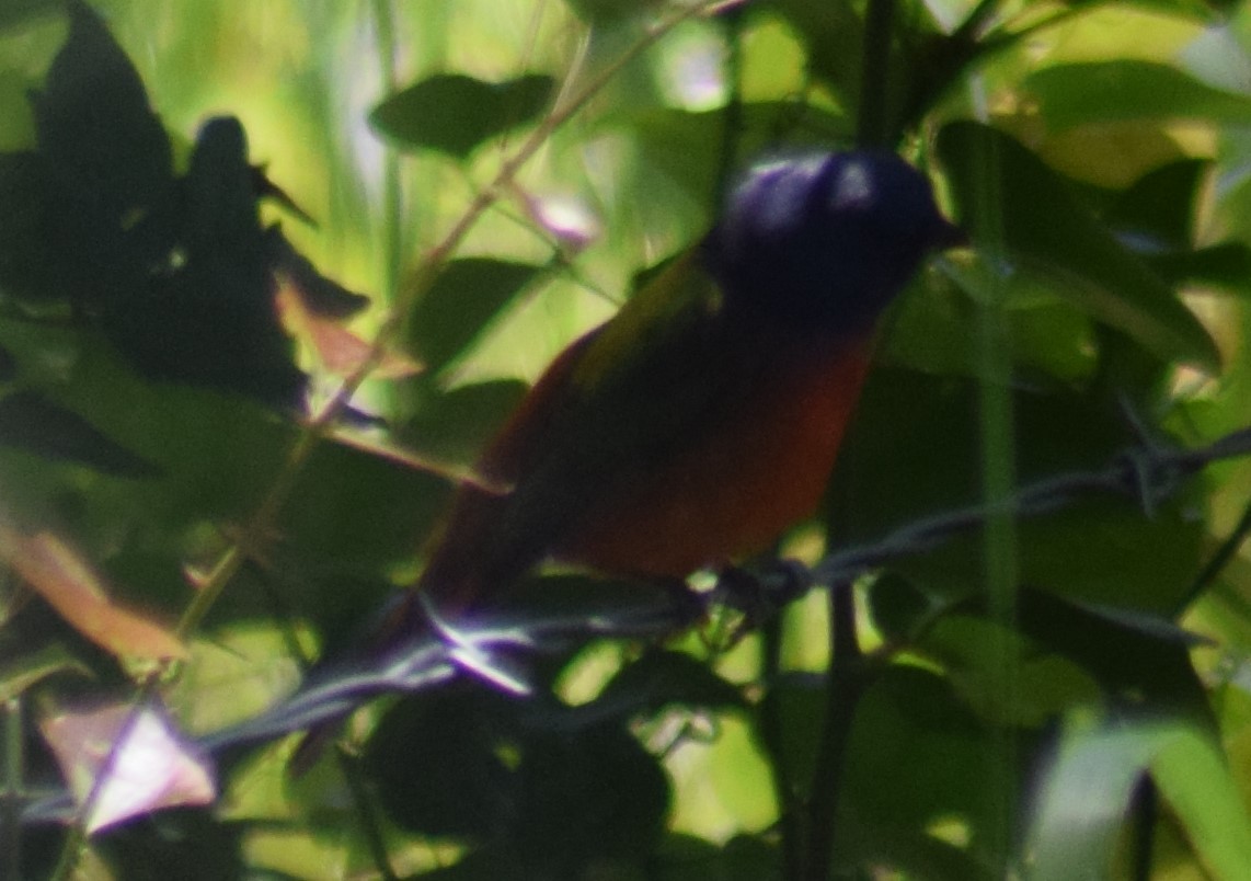 Painted Bunting - Chris Lynch