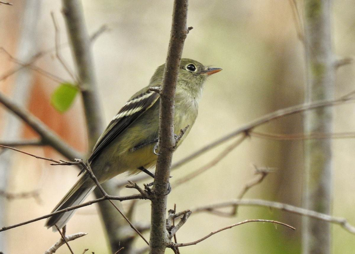 Yellow-bellied Flycatcher - Anonymous