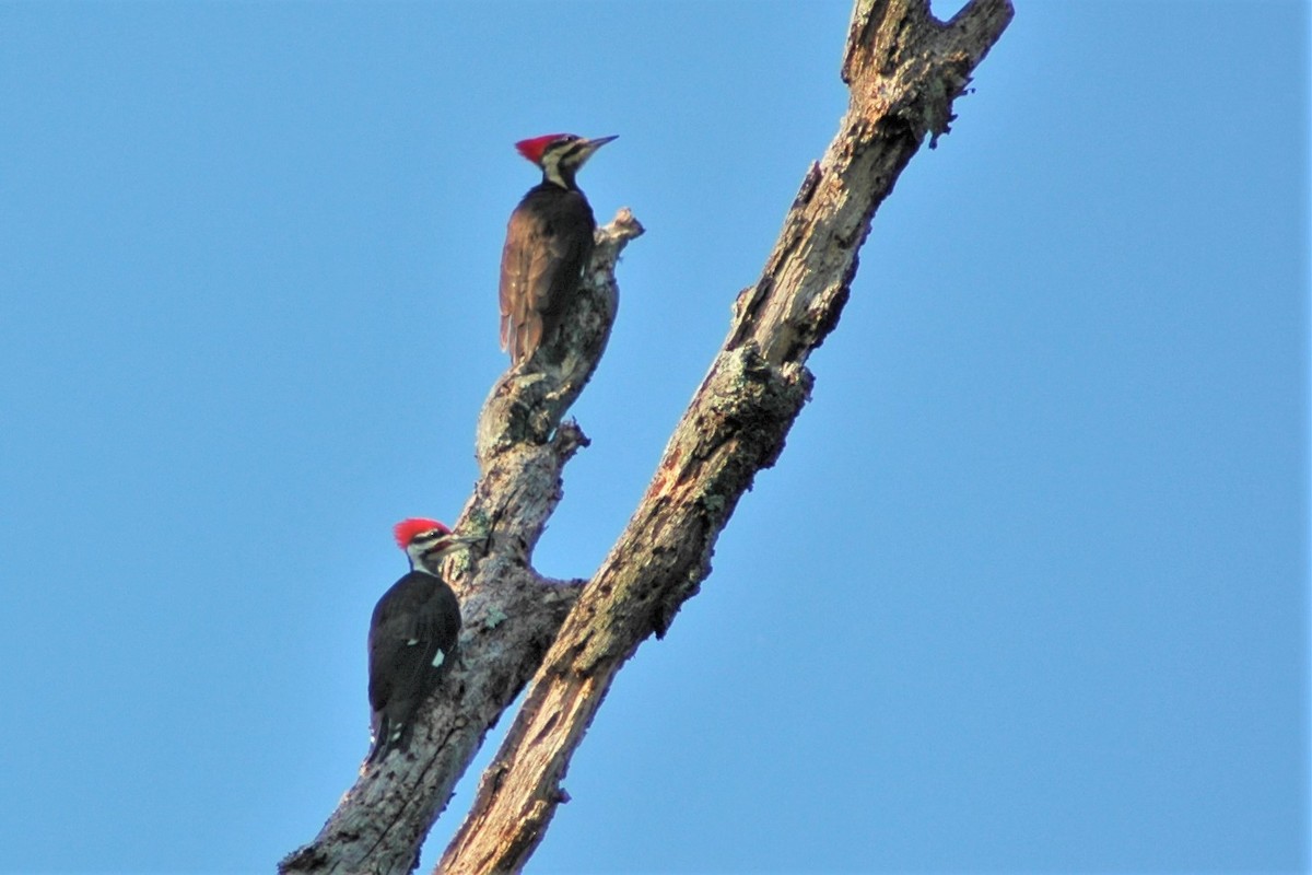 Pileated Woodpecker - David Hollie