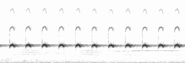 ノドジロキノボリ（leucophaea グループ） - ML233675