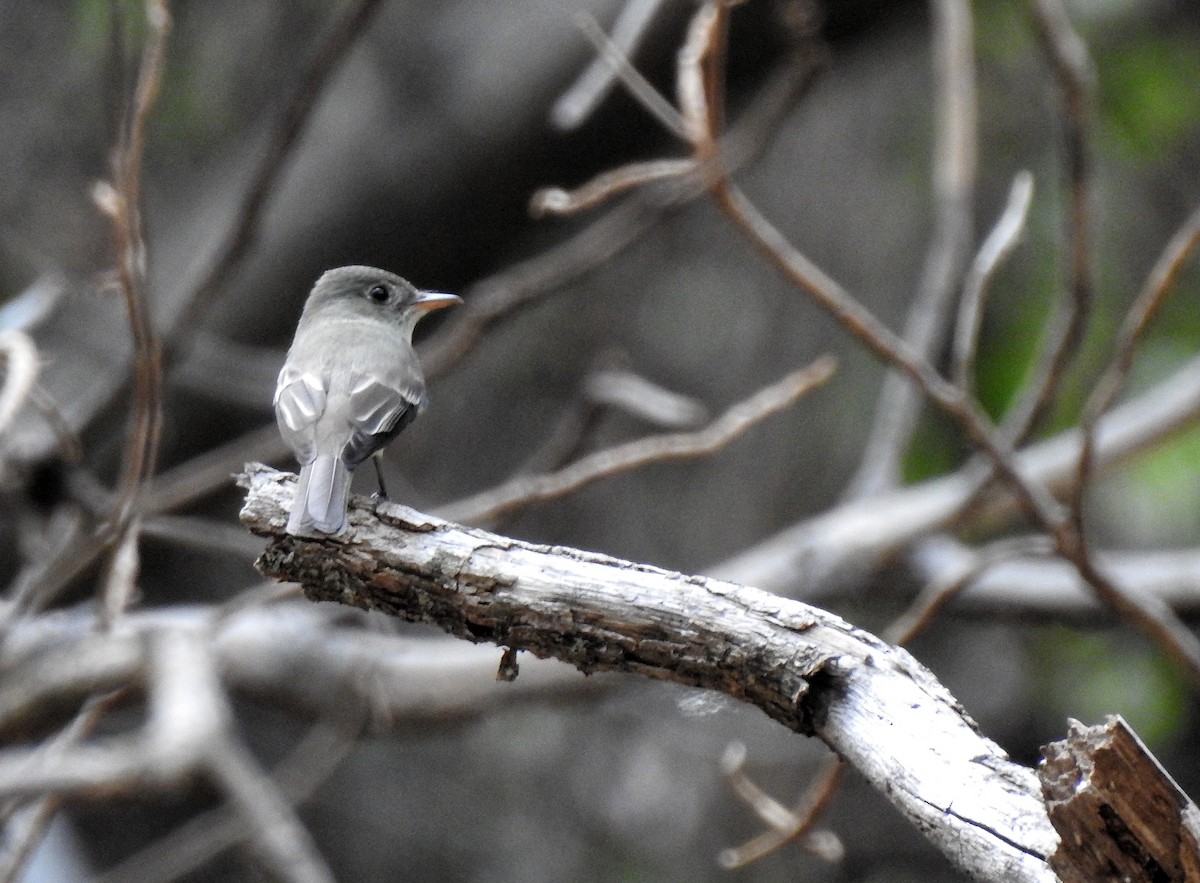 Western Wood-Pewee - Anonymous