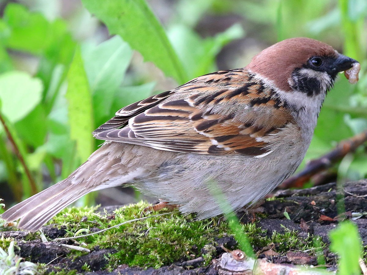 Eurasian Tree Sparrow - ML233680041