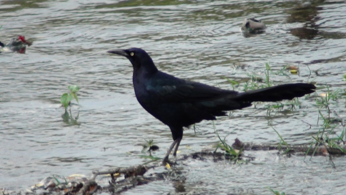 Great-tailed Grackle - ML233680841