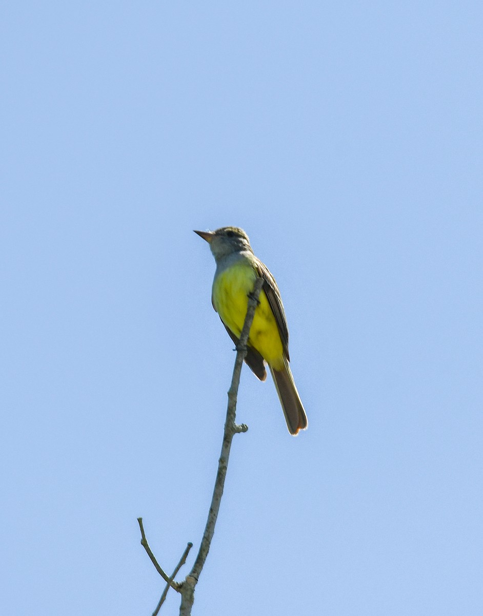 Great Crested Flycatcher - Mary Ganaway