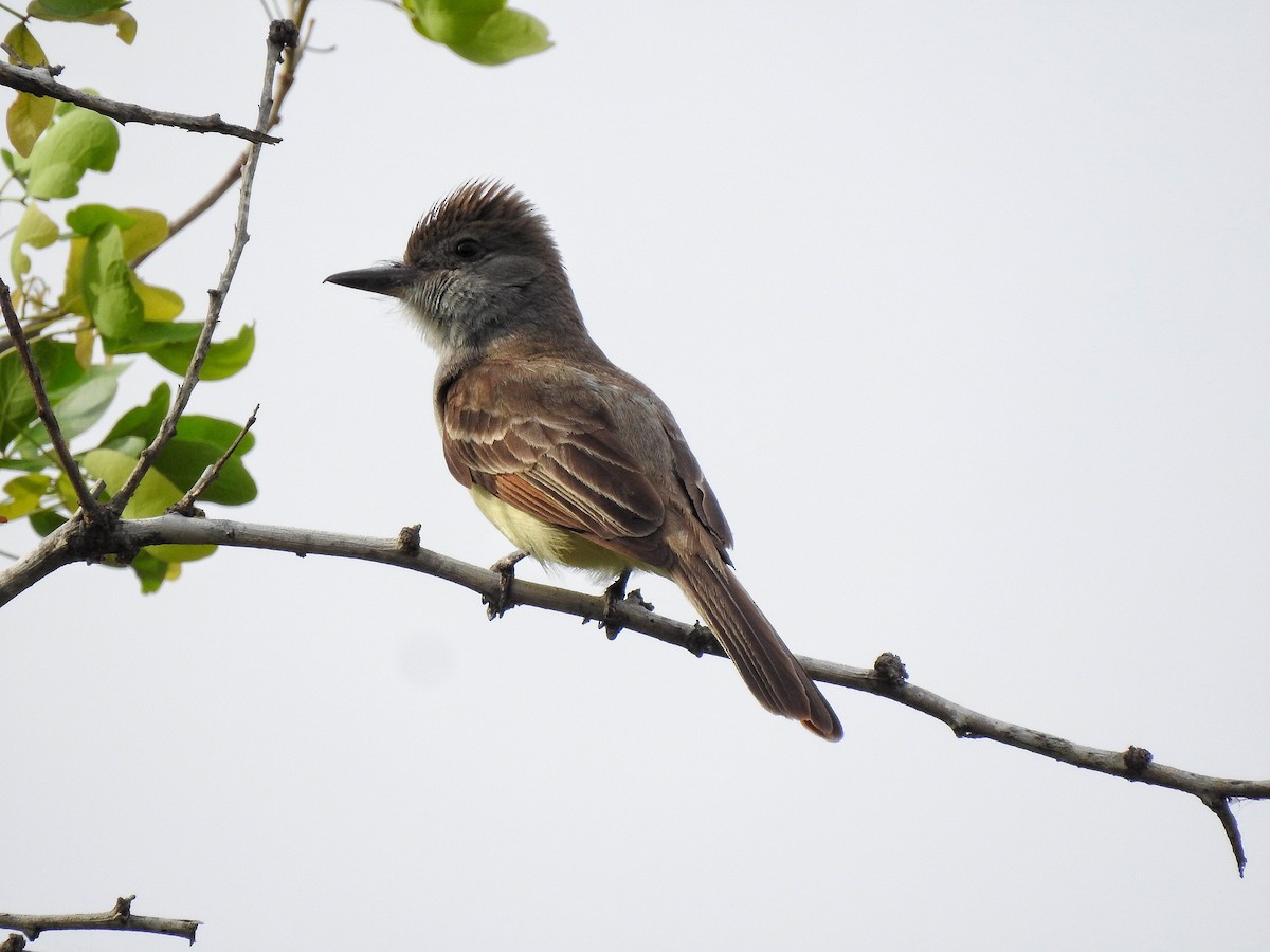 Nutting's Flycatcher - Anonymous