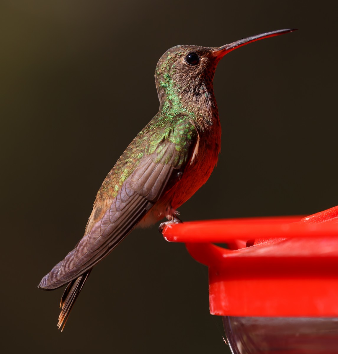 Buff-bellied Hummingbird - Tara Randle