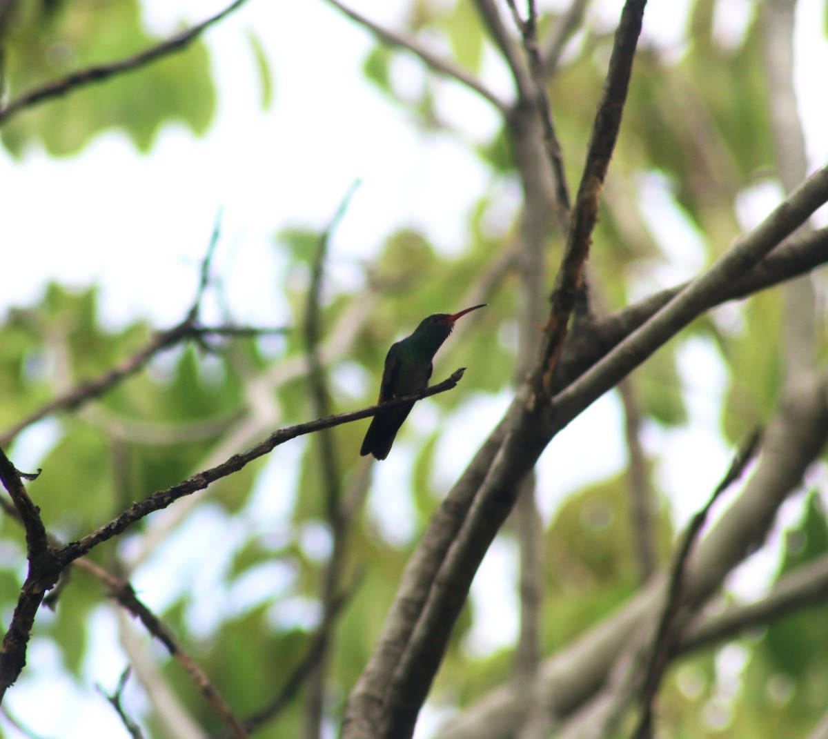 Rufous-tailed Hummingbird - ML233693051