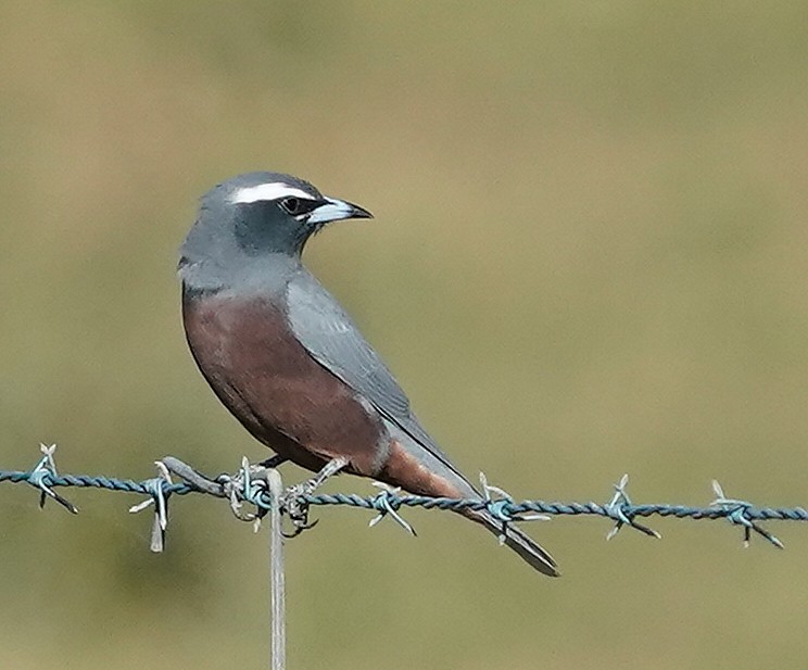 White-browed Woodswallow - ML233693441