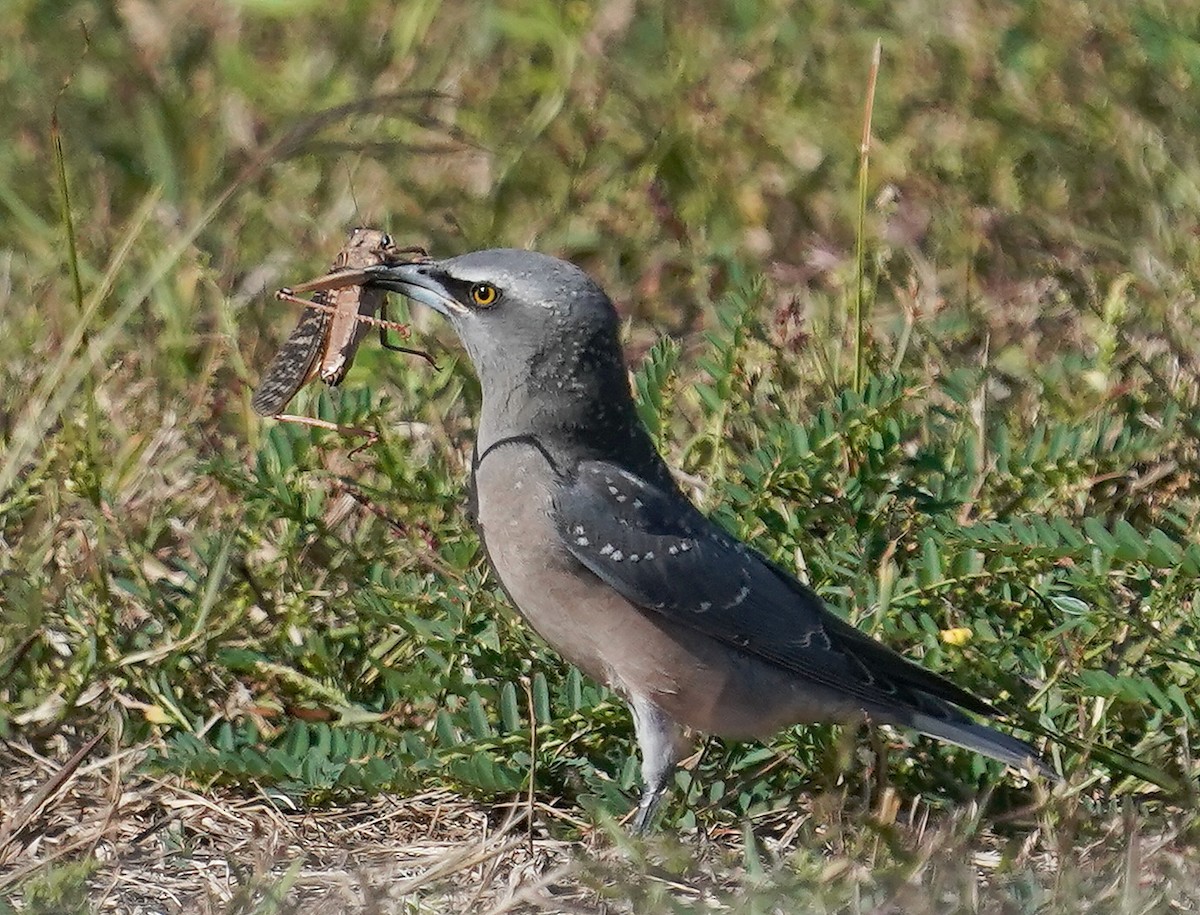 White-browed Woodswallow - ML233693451