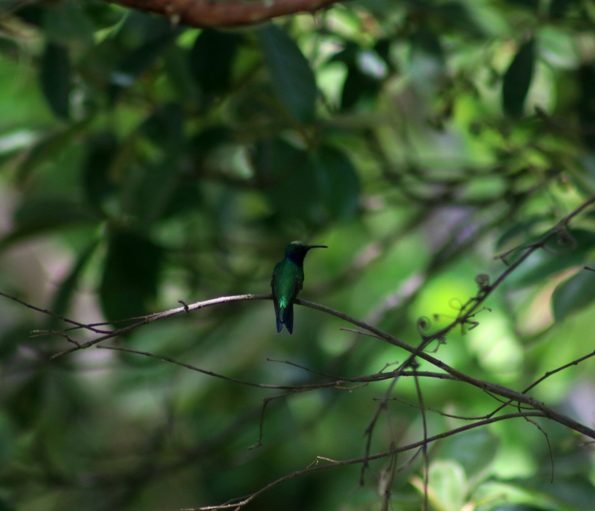 Sapphire-throated Hummingbird - ML233696971