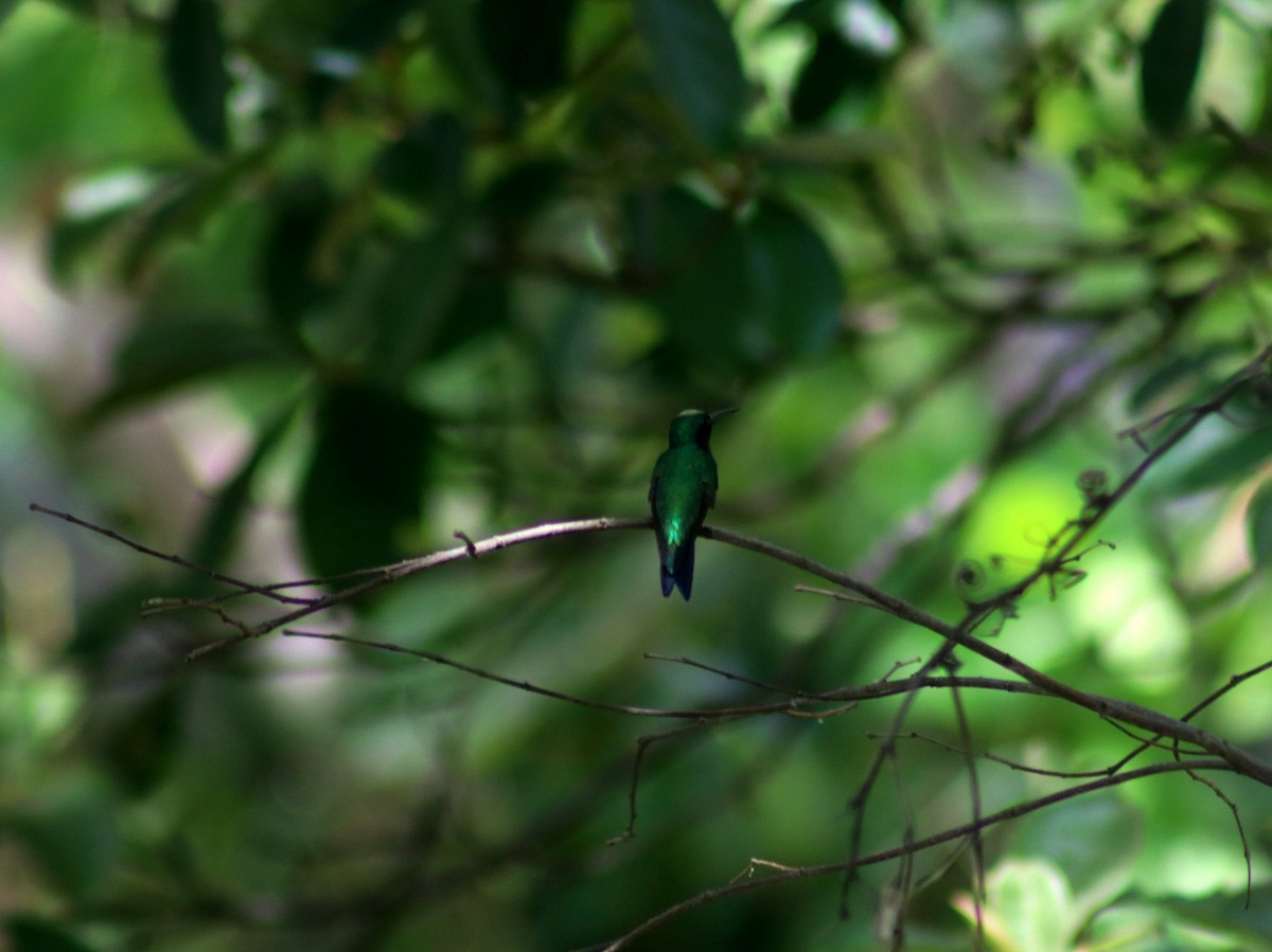 Sapphire-throated Hummingbird - ML233696991