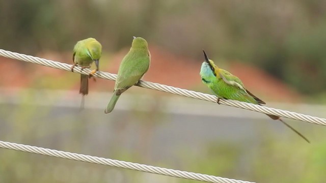 Asian Green Bee-eater - ML233697711