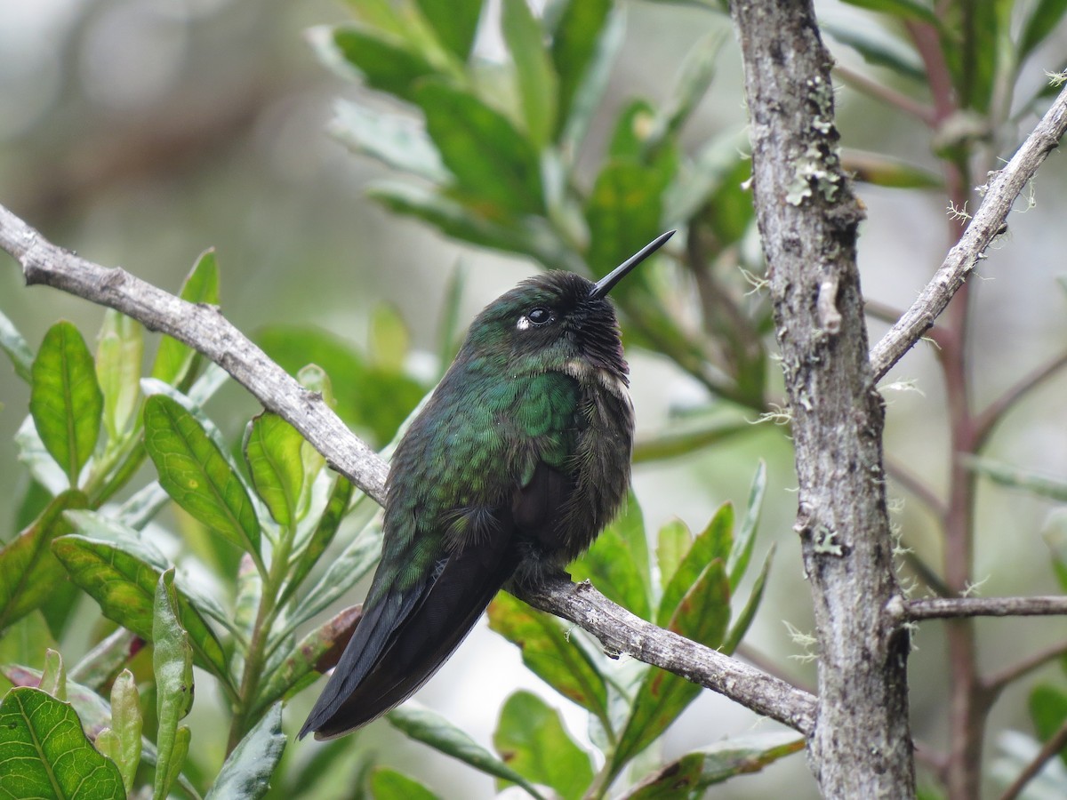 Tyrian Metaltail - Río Abiseo
