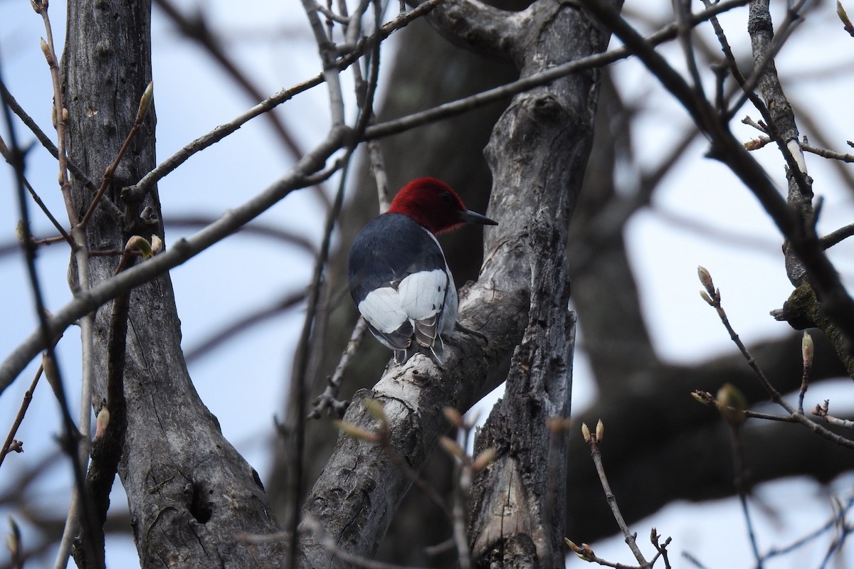 Red-headed Woodpecker - ML233702671