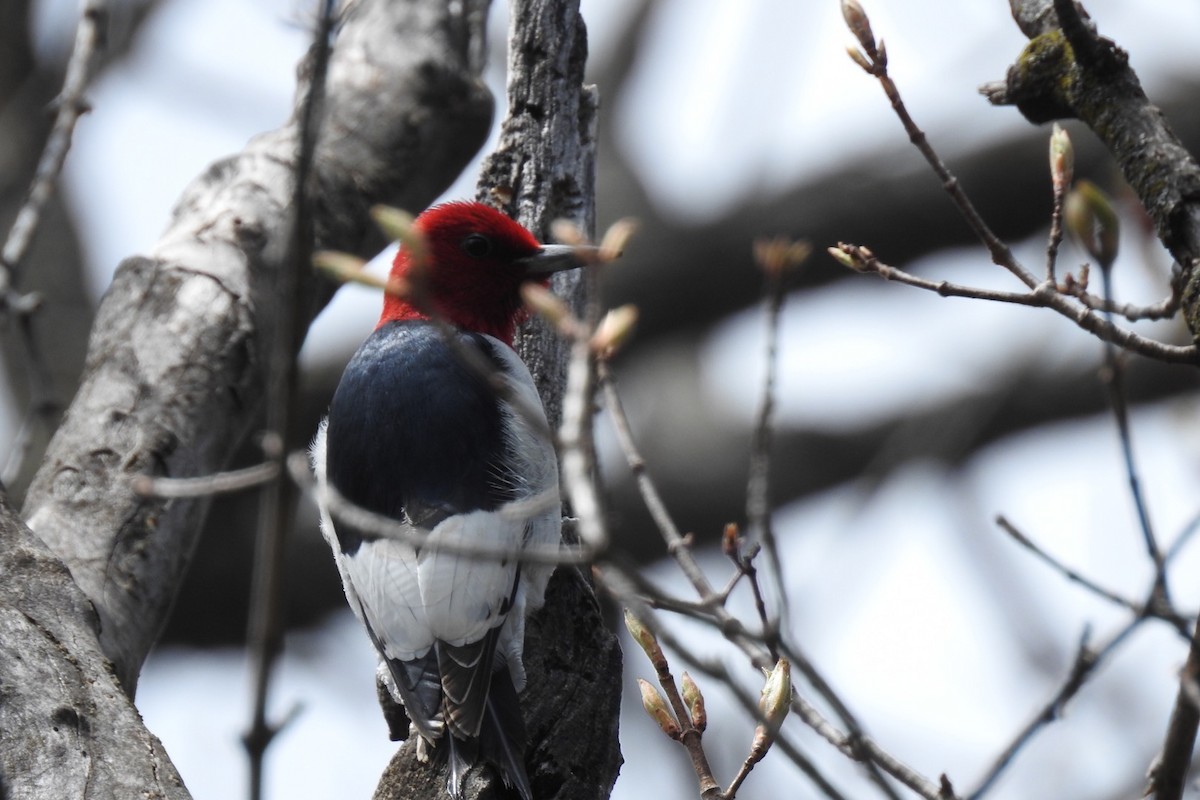 Red-headed Woodpecker - ML233702681