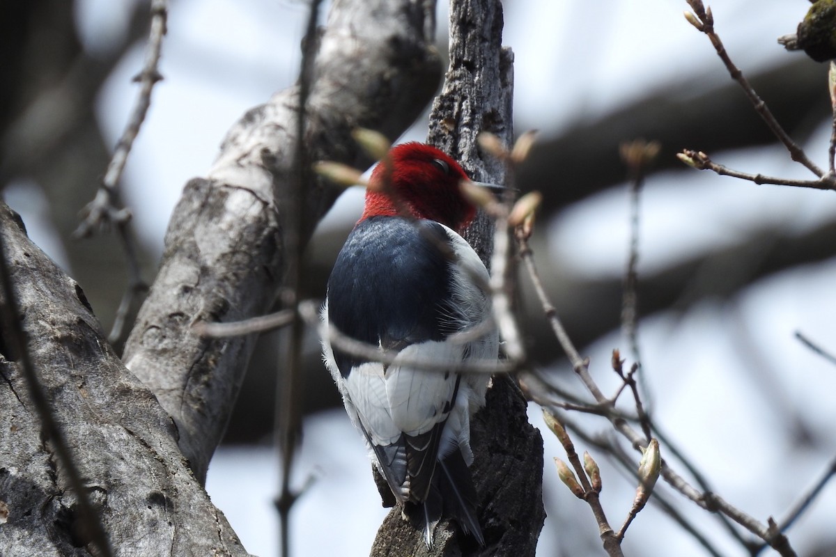 Red-headed Woodpecker - ML233702691