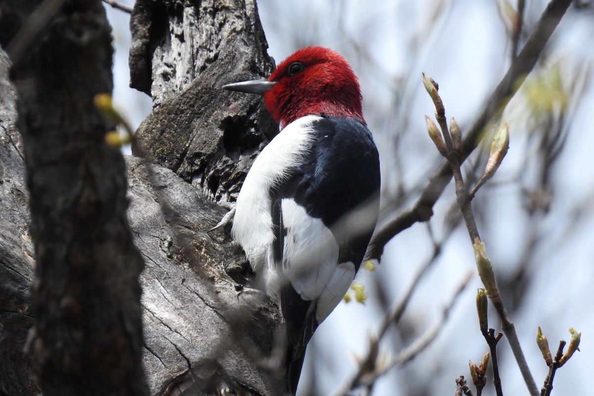 Red-headed Woodpecker - ML233702701