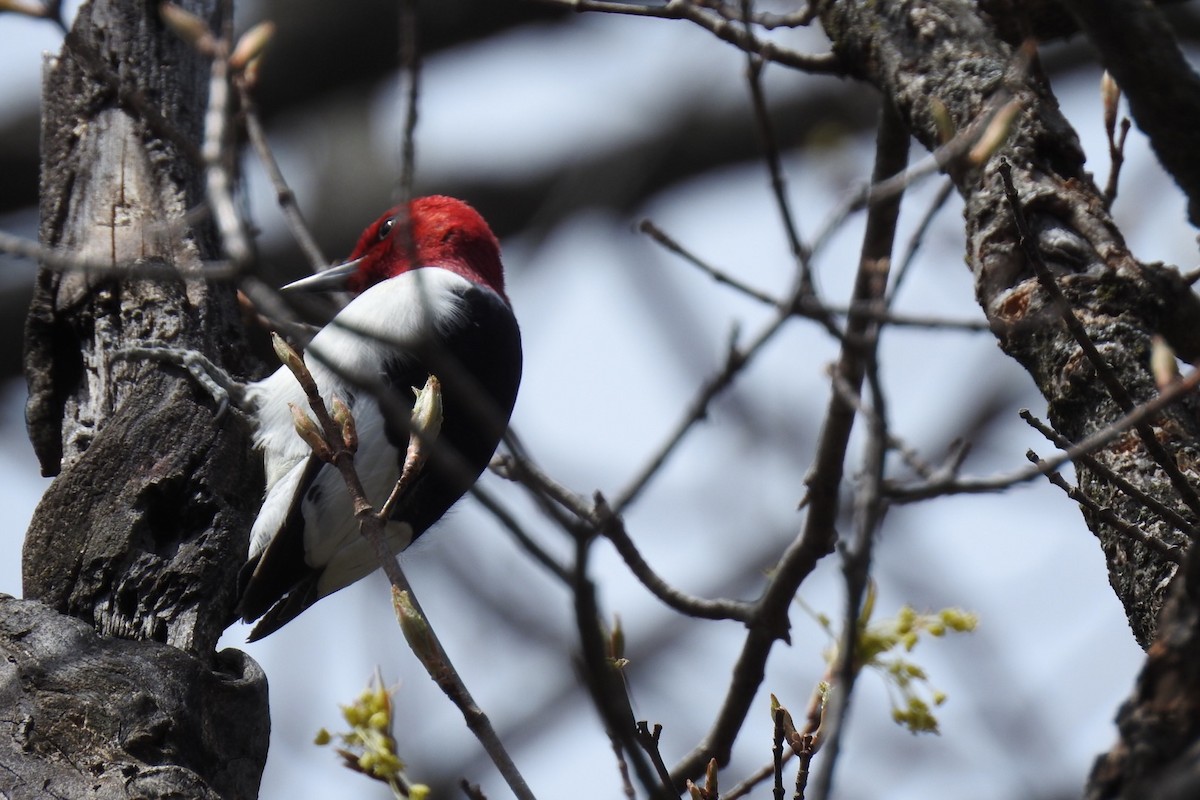 Red-headed Woodpecker - ML233702711
