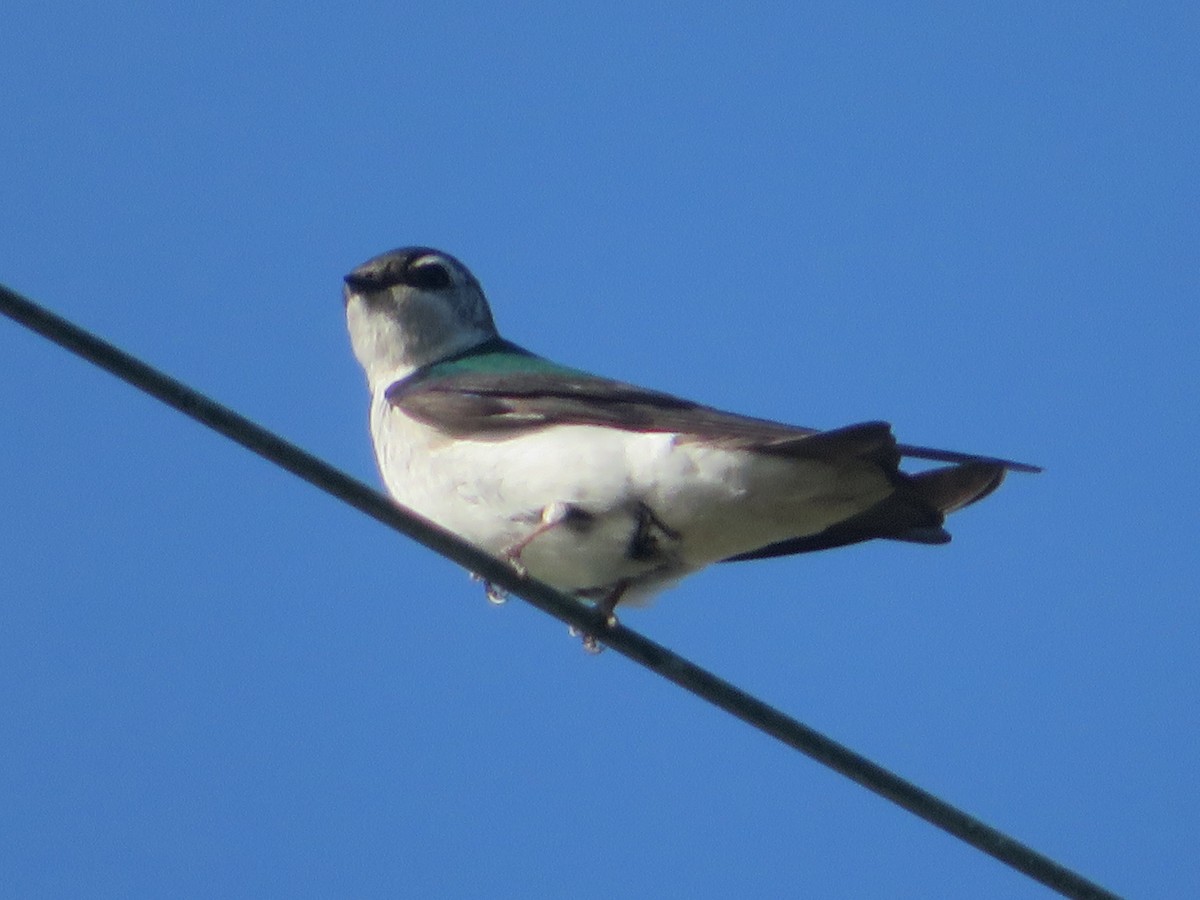 Violet-green Swallow - TK Birder