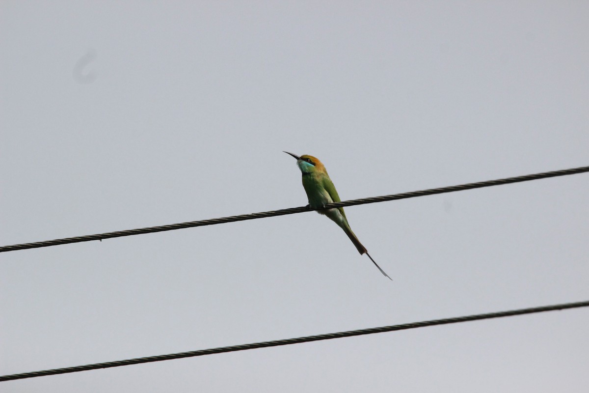 Asian Green Bee-eater - nizar virani