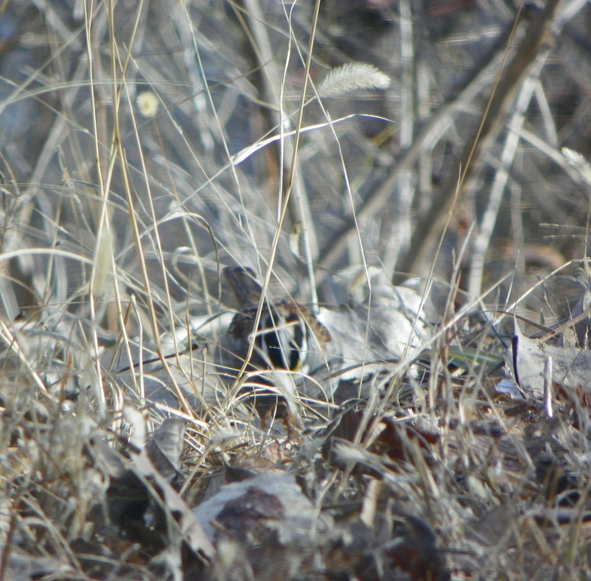 White-throated Sparrow - ML23370511