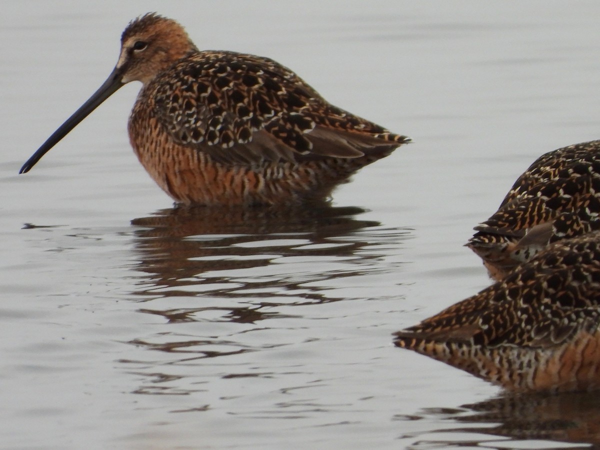 Long-billed Dowitcher - ML233706741