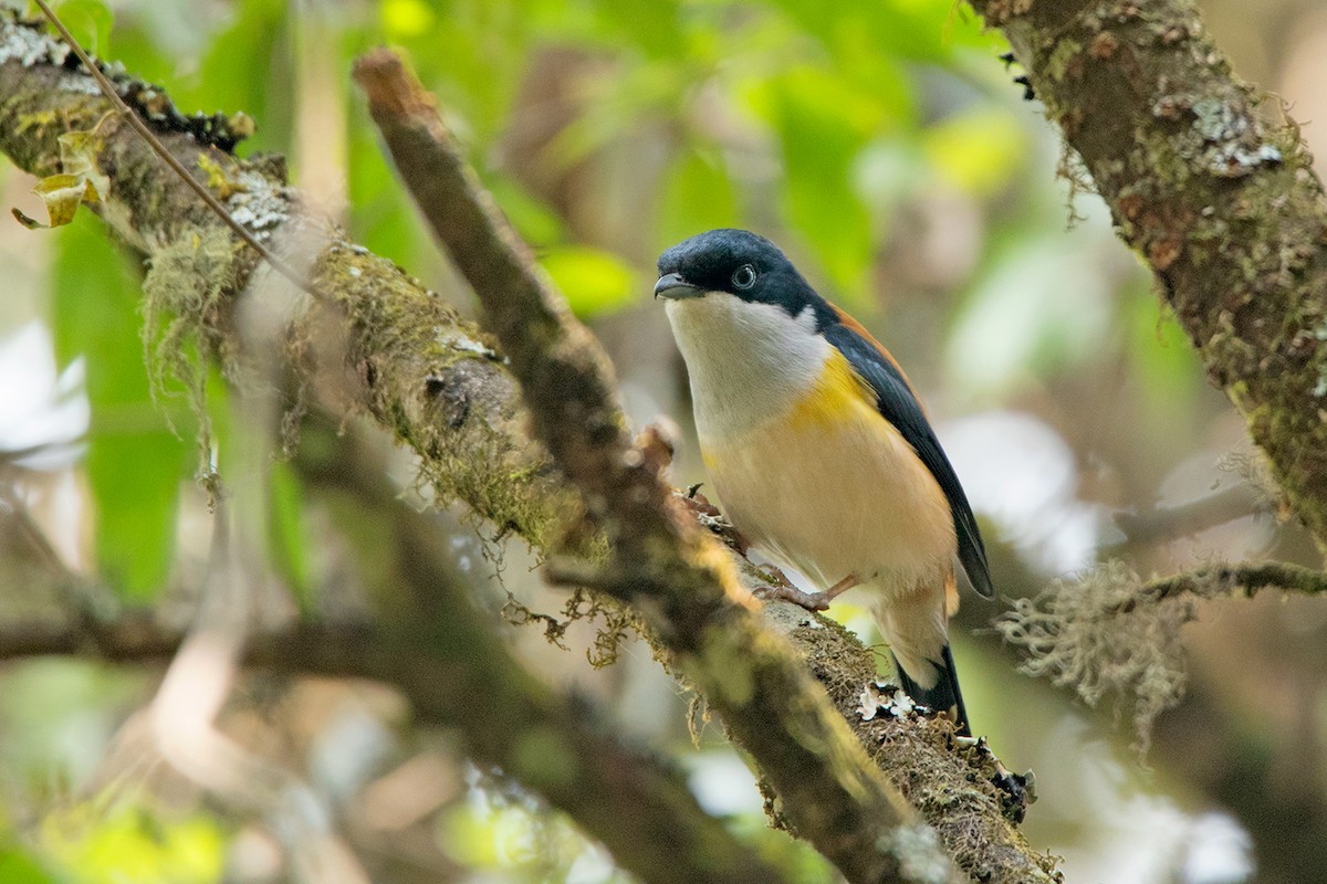 Black-headed Shrike-Babbler - Ayuwat Jearwattanakanok