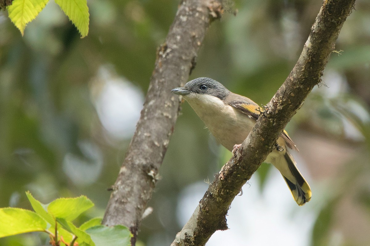 White-browed Shrike-Babbler - Ayuwat Jearwattanakanok