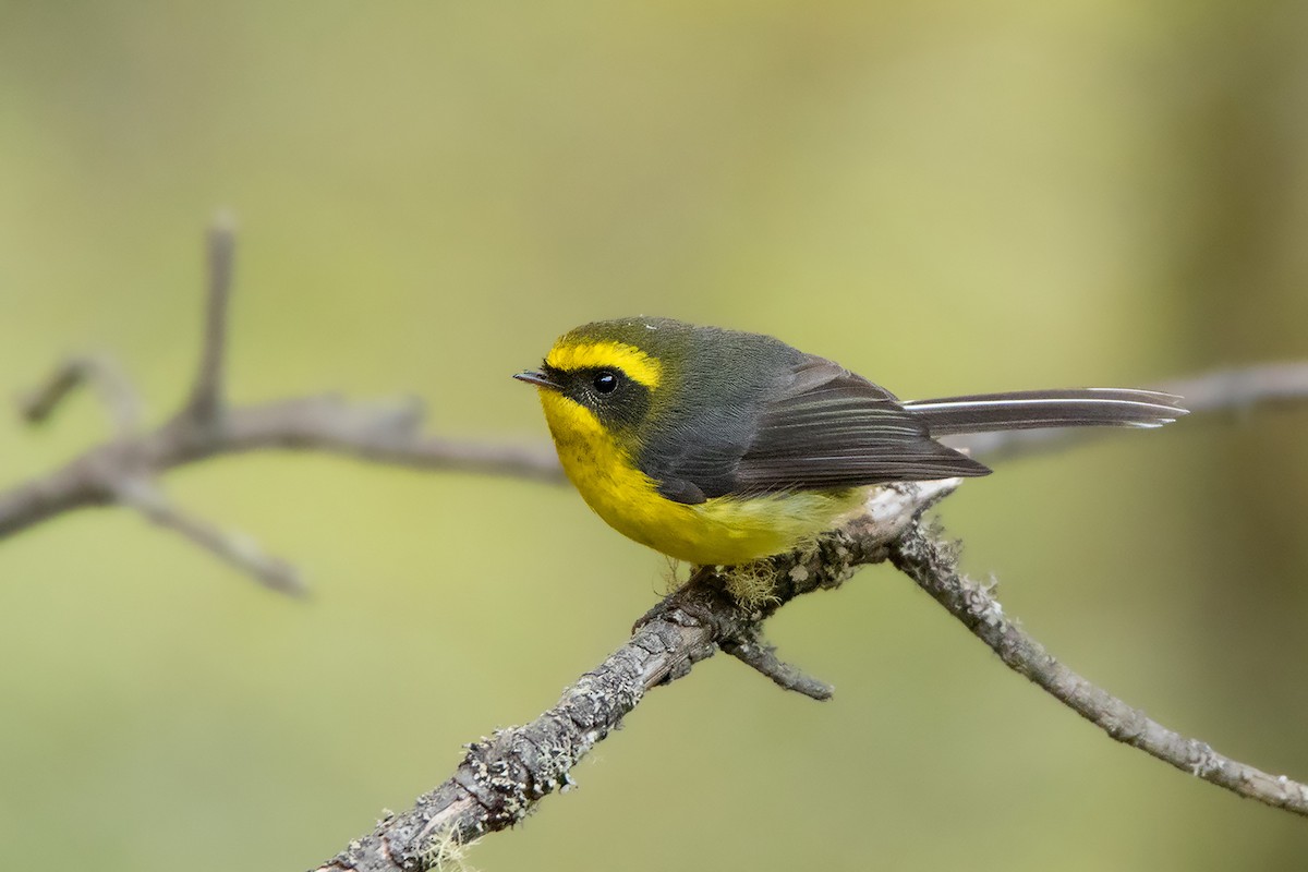 Yellow-bellied Fairy-Fantail - ML233710041