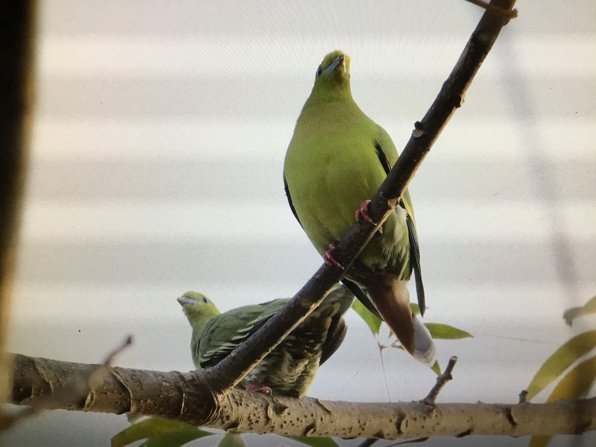 Ashy-headed Green-Pigeon - Snehes Bhoumik