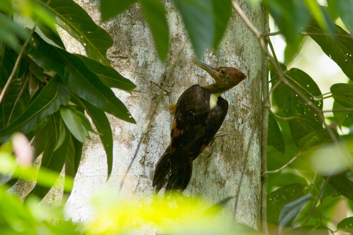 Orange-backed Woodpecker - Ayuwat Jearwattanakanok