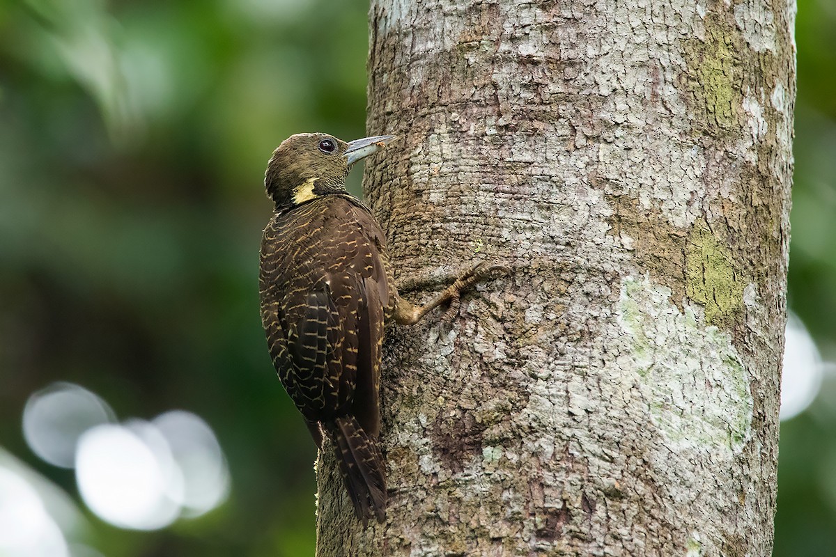 Buff-necked Woodpecker - ML233714121