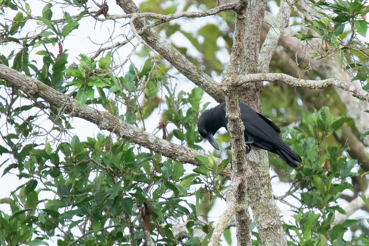 Slender-billed Crow (Sunda) - Ayuwat Jearwattanakanok