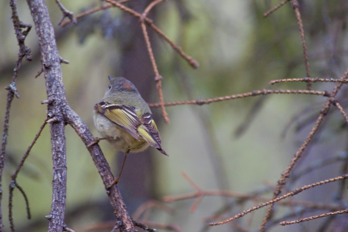 Ruby-crowned Kinglet - Ethan Compton