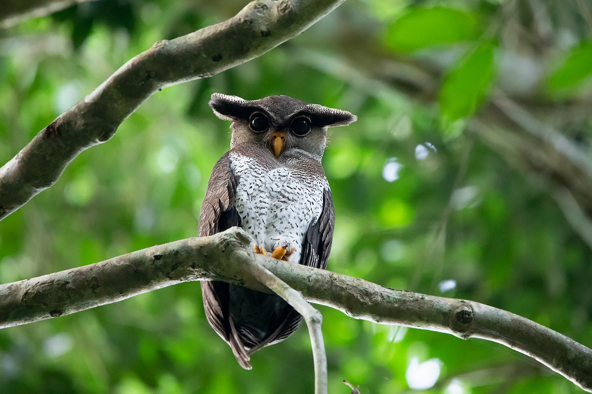 Barred Eagle-Owl - Ayuwat Jearwattanakanok