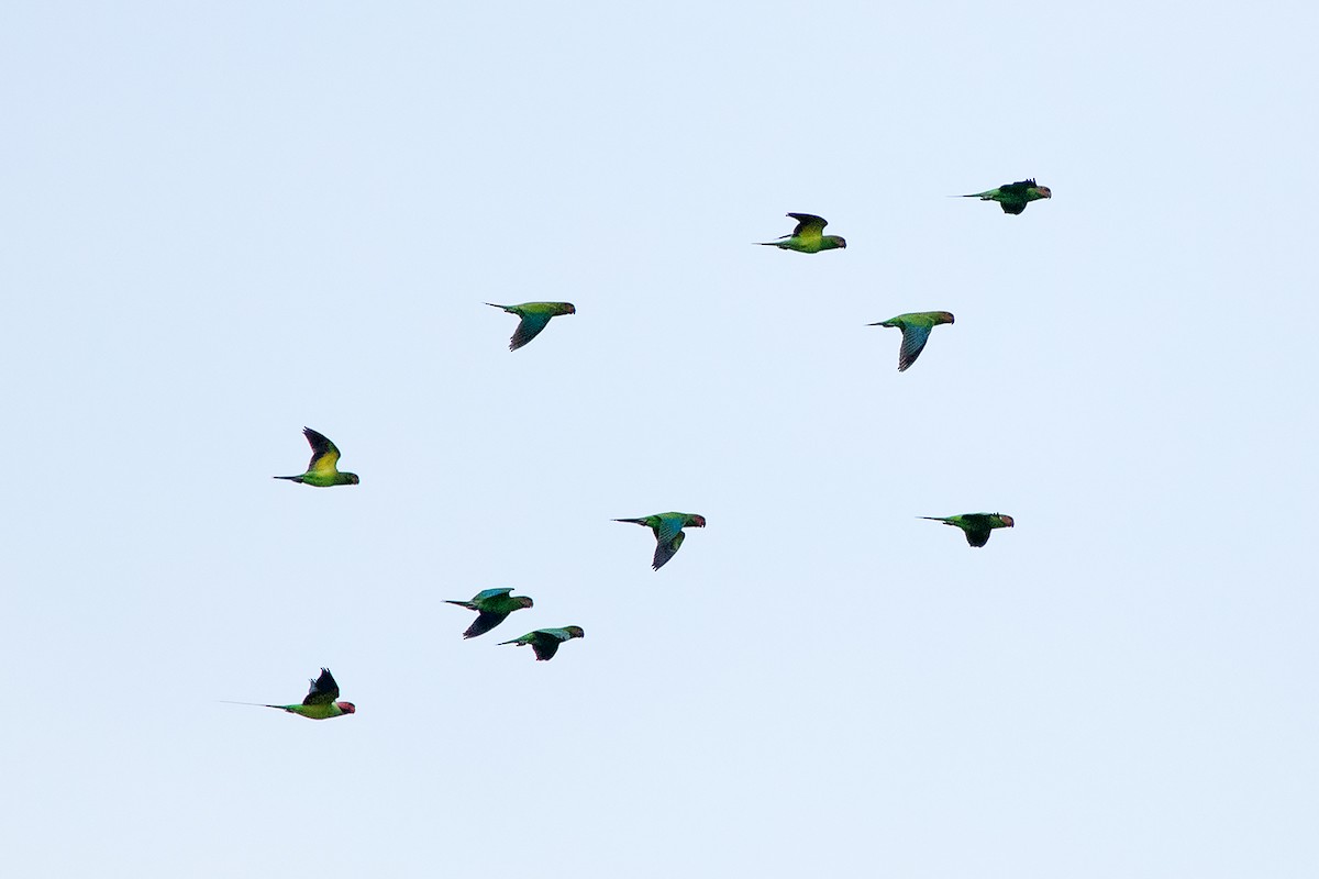 Long-tailed Parakeet - Ayuwat Jearwattanakanok