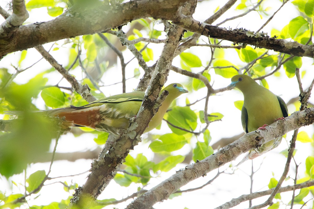 Pin-tailed Green-Pigeon - Ayuwat Jearwattanakanok