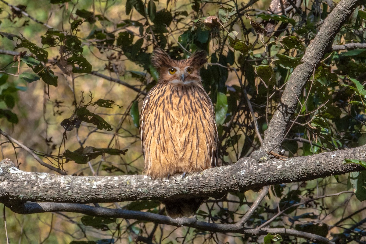 Tawny Fish-Owl - ML233719961