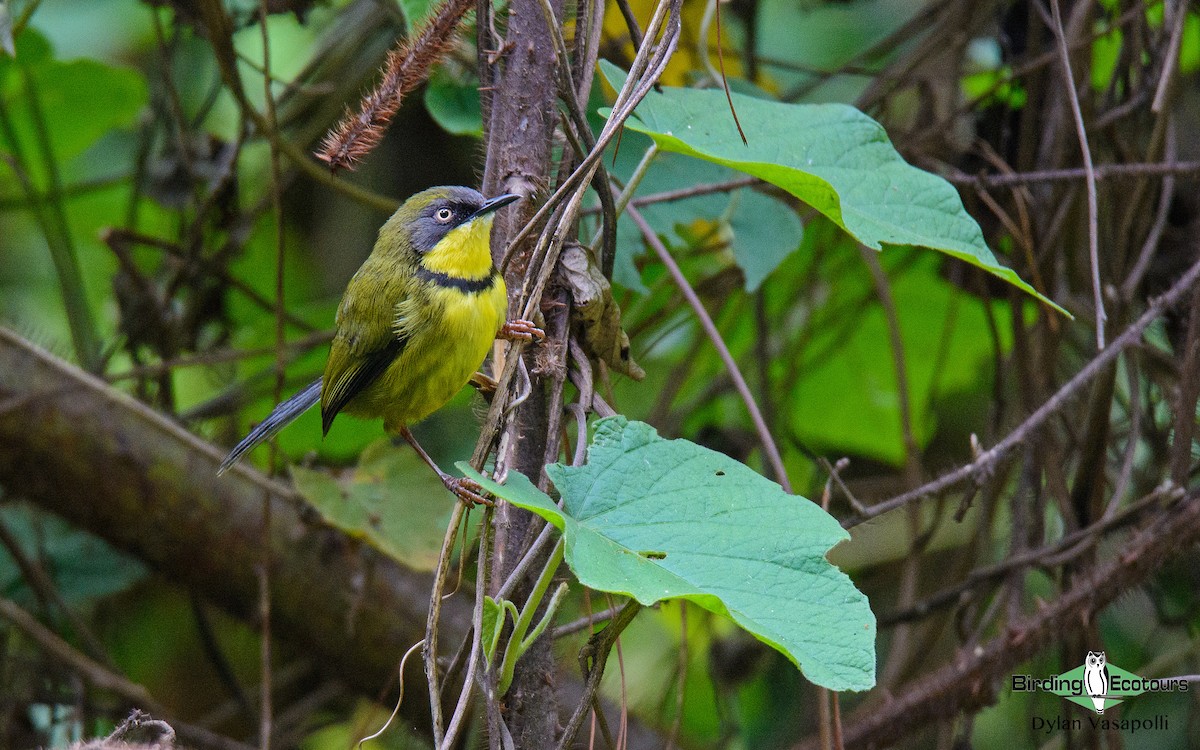 Yellow-throated Apalis - Dylan Vasapolli - Birding Ecotours