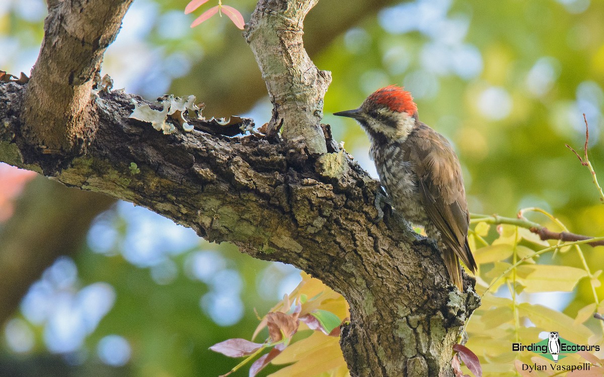 Stierling's Woodpecker - Dylan Vasapolli - Birding Ecotours