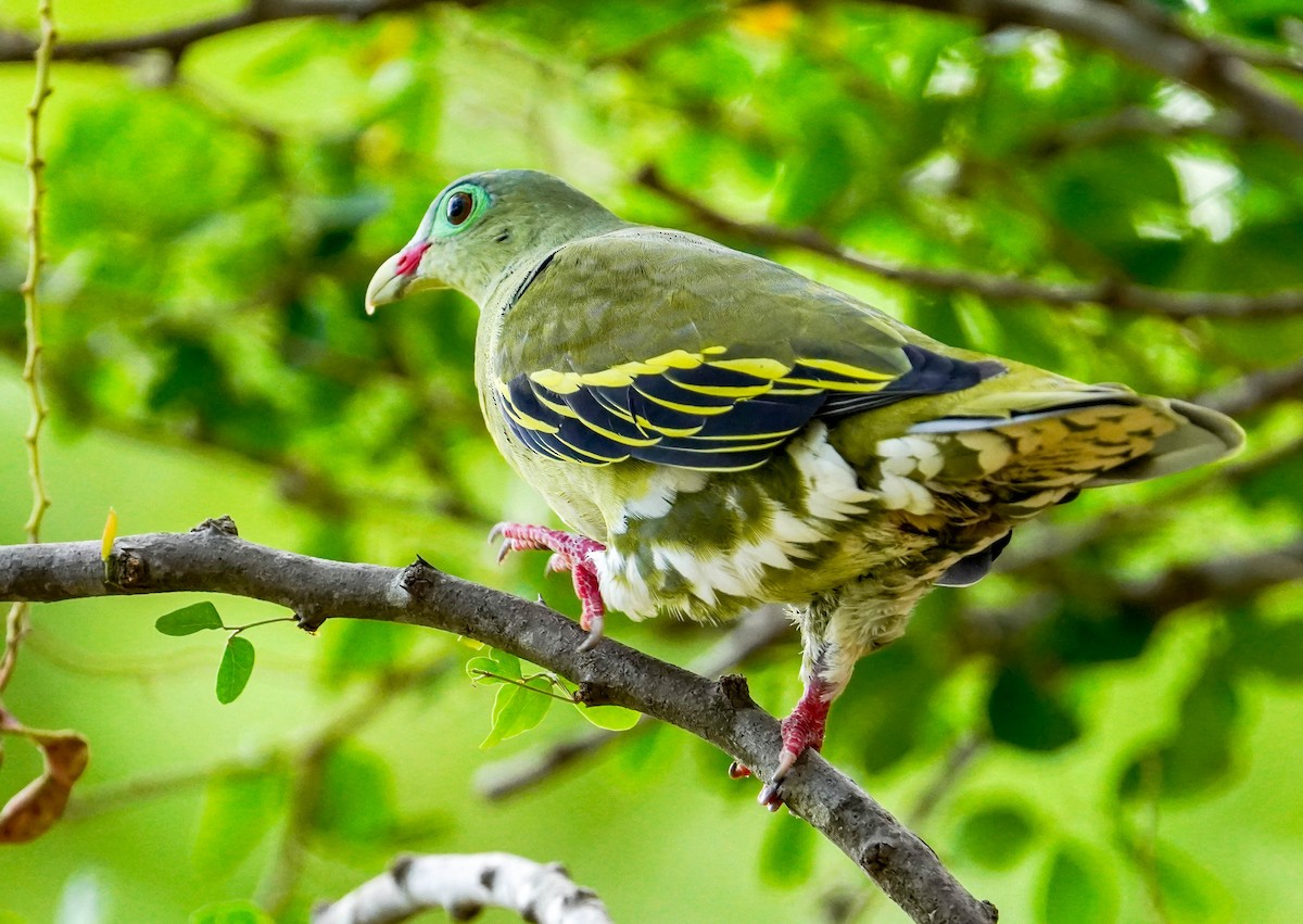 Thick-billed Green-Pigeon - LA Phanphon
