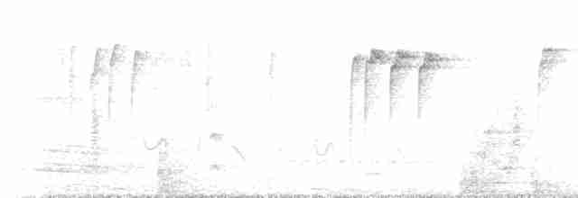 Avustralya Saksağanı - ML233730