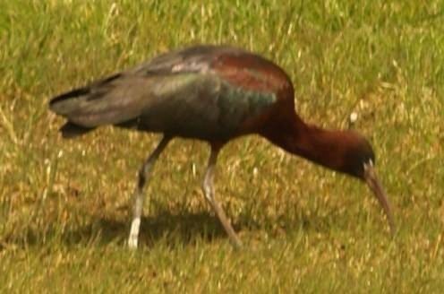 ibis hnědý - ML233731201