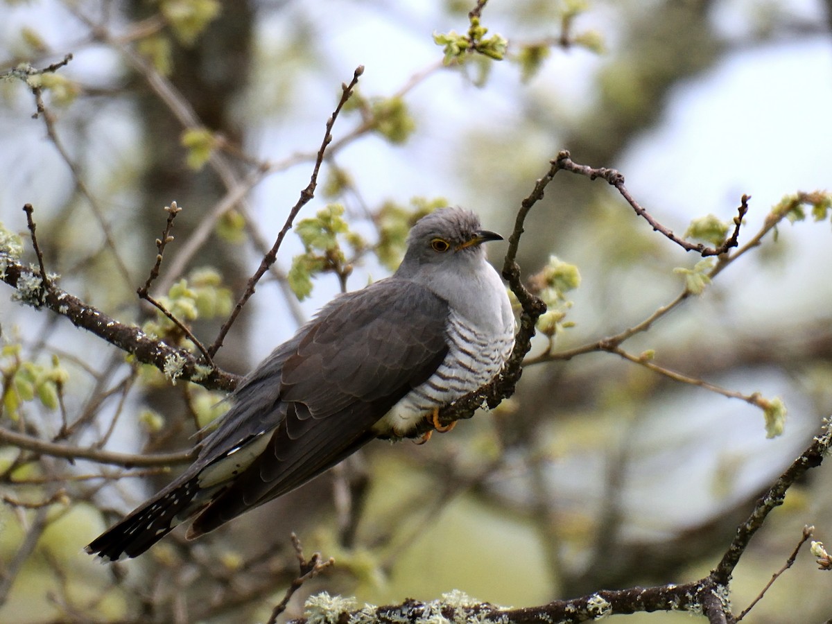 Common Cuckoo - Manuel Segura Herrero