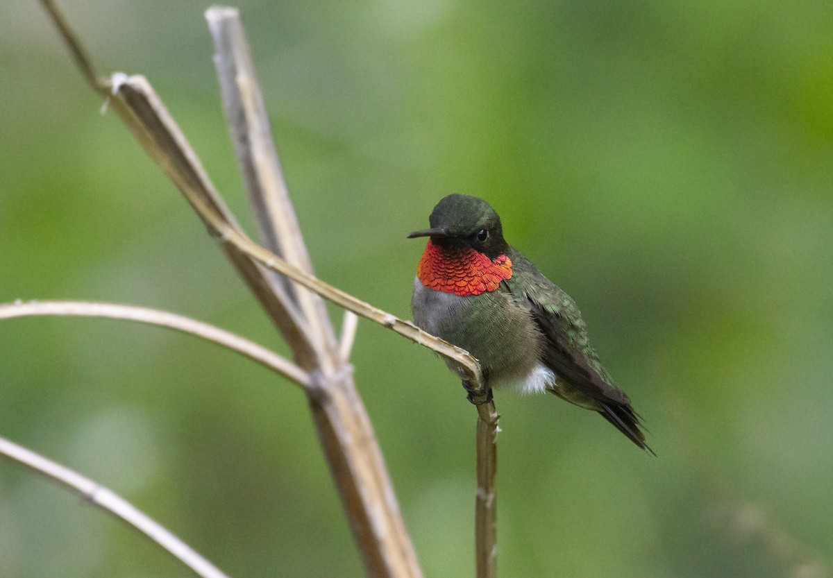 Ruby-throated Hummingbird - ML233733451